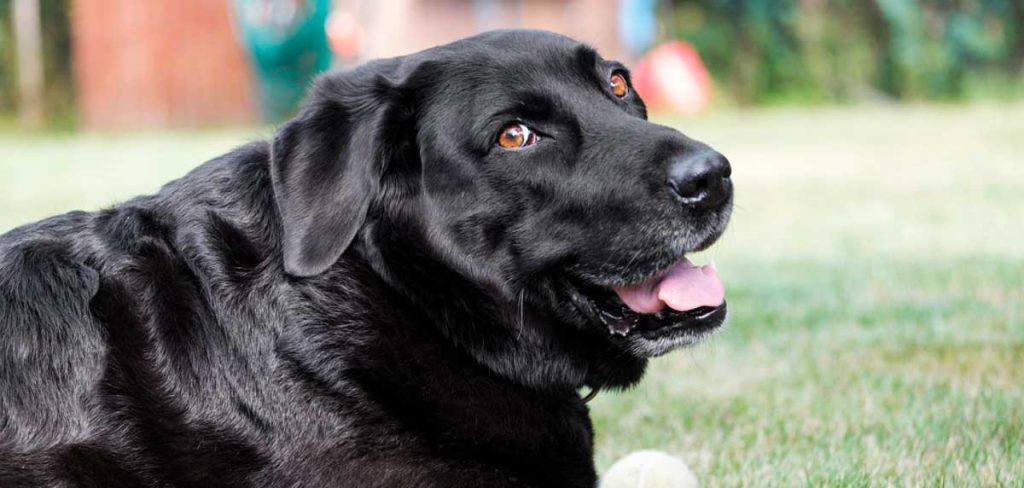 El impacto de las moscas en las mascotas