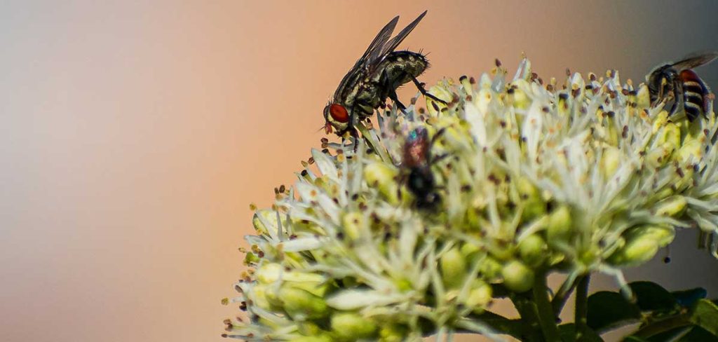El impacto de las moscas en las plantas