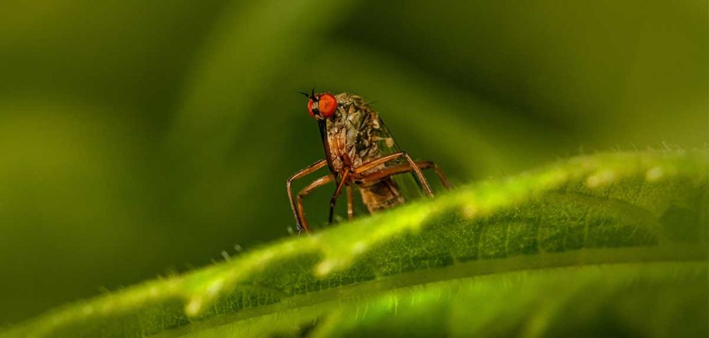 El impacto de los mosquitos en la fauna salvaje