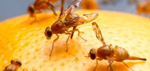 Elimina moscas de la fruta: Guía paso a paso