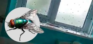 Elimina moscas en casa: Consejos útiles y efectivos
