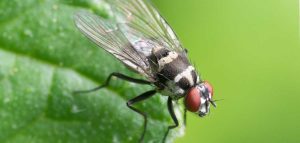 Elimina moscas en tu jardín sin químicos: consejos prácticos