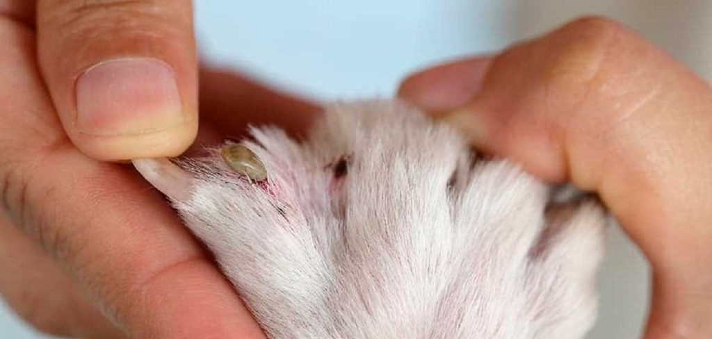 Es peligroso dejar una garrapata muerta en tu perro
