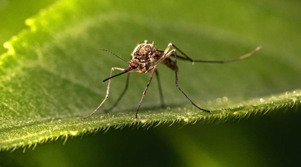 Guía completa sobre mosquitos