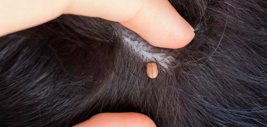 ¿Has encontrado una garrapata en tu cabeza?