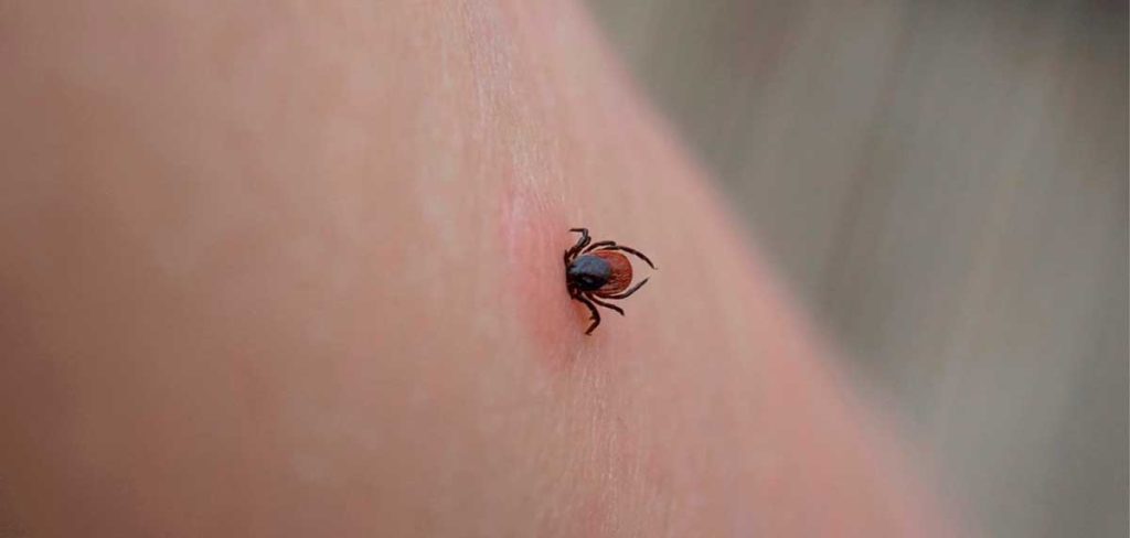 He encontrado una garrapata subiendo por mi brazo