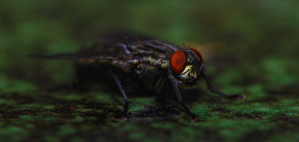 Importancia de las moscas para el ecosistema
