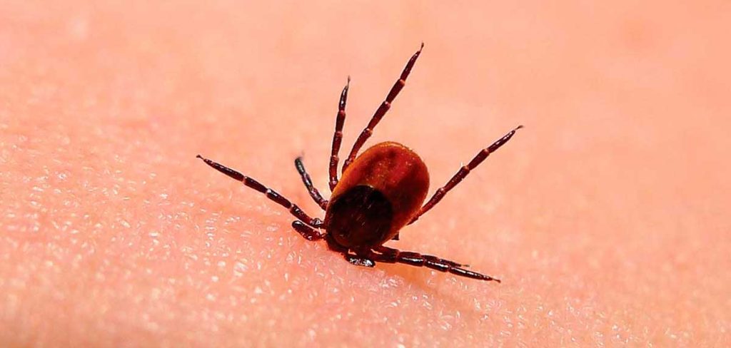 Porqué chupa tanta sangre una garrapata
