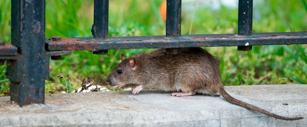 Prevenir ratas en casa. 33 consejos efectivos