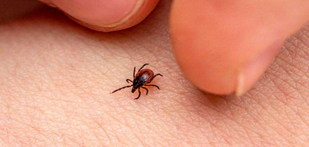 ¿Qué hago si me ha picado una garrapata?