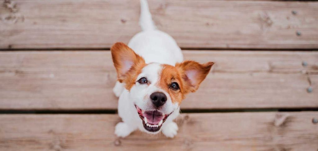Qué ocurre cuando una garrapata pica a tu perro