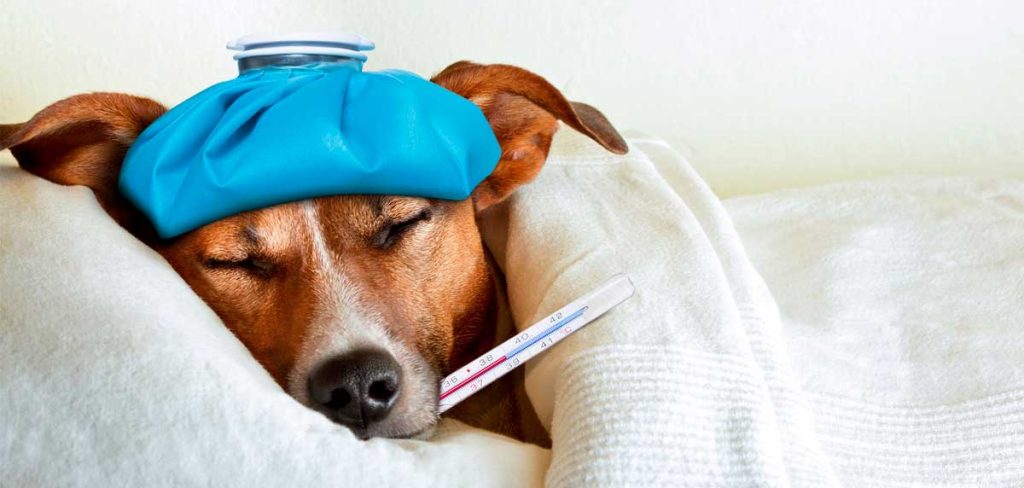 Qué pasa si un perro se come una garrapata