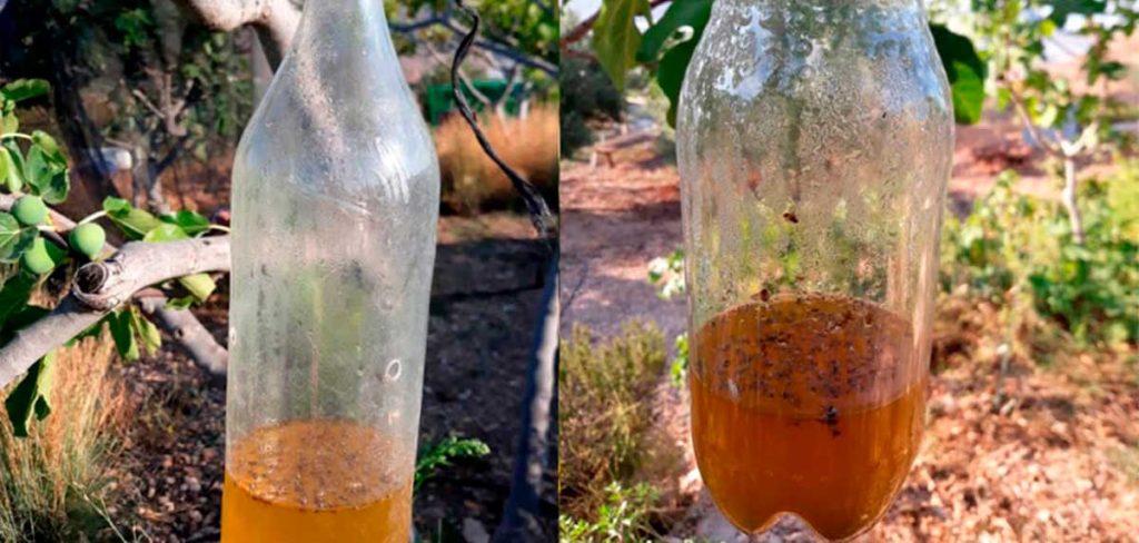 Trampas caseras para moscas
