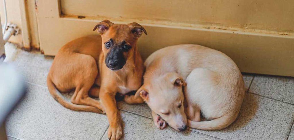 Una garrapata en casa? Aprende cómo actuar para evitar su propagación