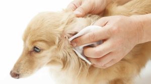 Acaros en animales domésticos: prevención y tratamiento