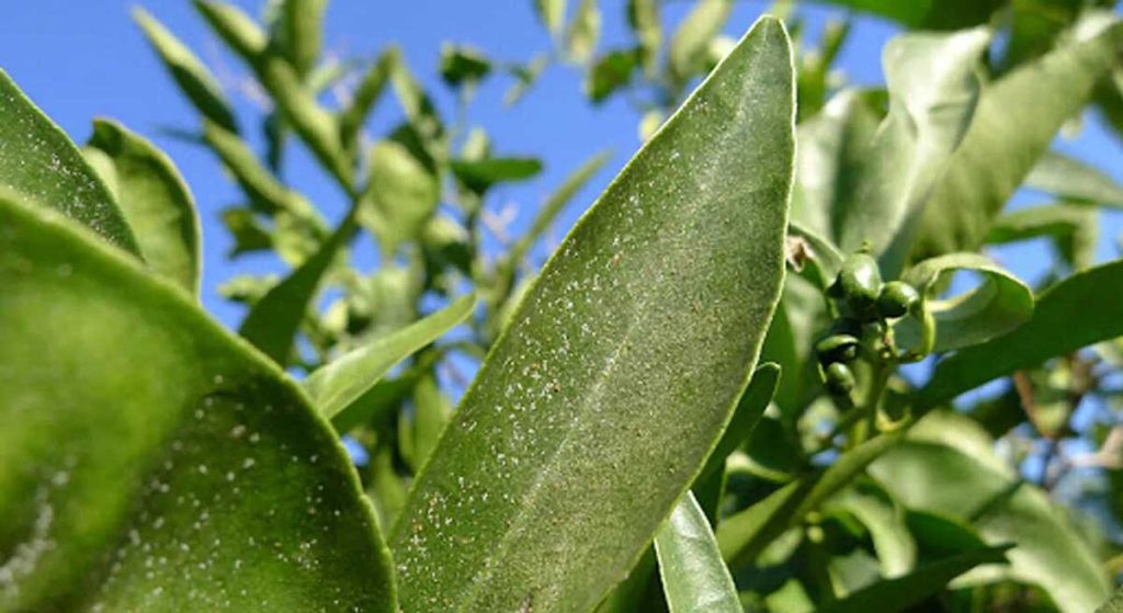 ácaros en plantas