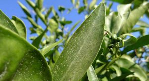 Ácaros en plantas: causas y tratamientos efectivos