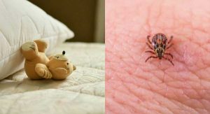 Detecta ácaros en casa: guía para identificar su presencia