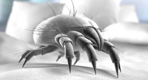 Ácaros: descubre su presencia y hábitats