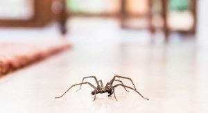 Trucos efectivos para ahuyentar arañas de tu hogar sin matarlas