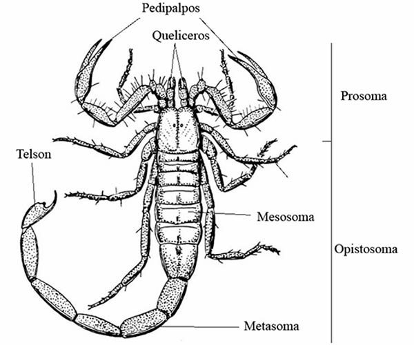 Anatomía de los escorpiones