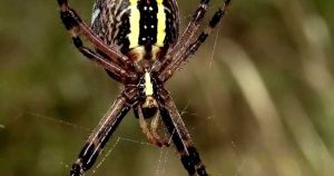Atrae arañas a tu jardín: beneficios y cómo hacerlo