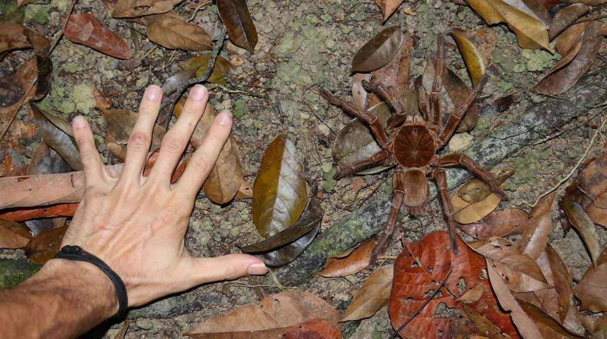 arañas más grandes del mundo