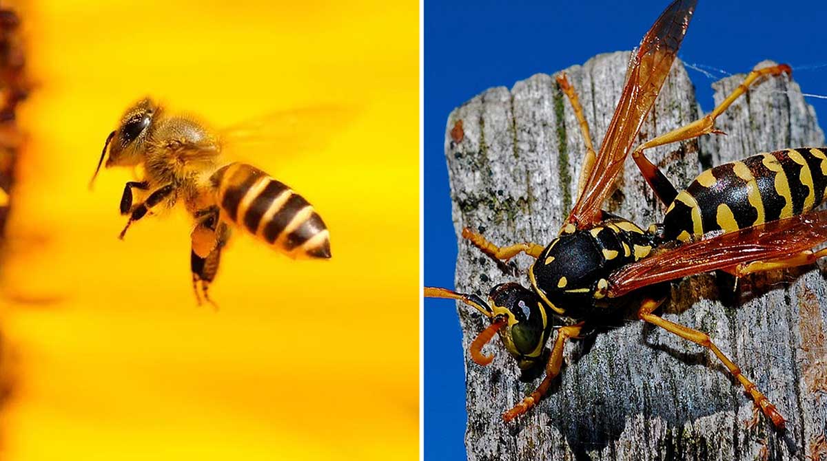 diferencias entre las abejas y las avispas