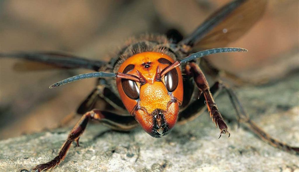 avispa agresiva