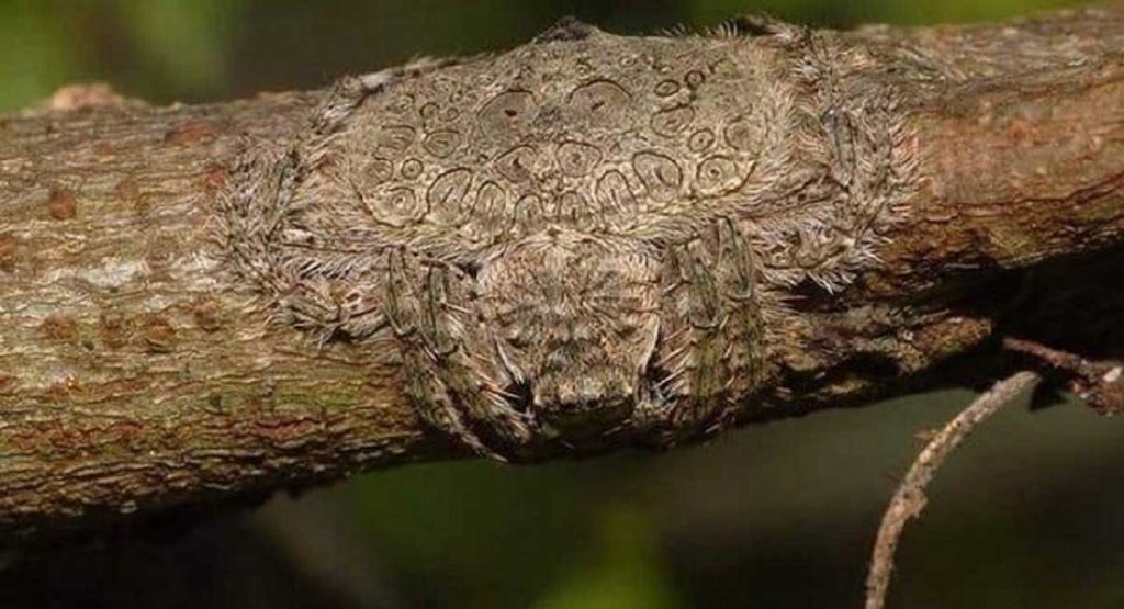 técnicas de camuflaje de arañas