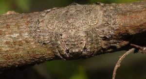 Técnicas de camuflaje y ataque de arañas: descúbrelas aquí