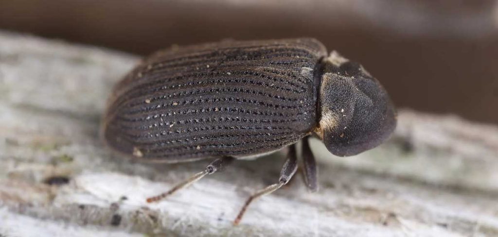 carcomas en la madera de casa