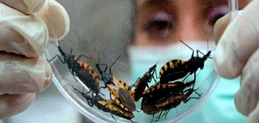 transmisores de enfermedades los chinches