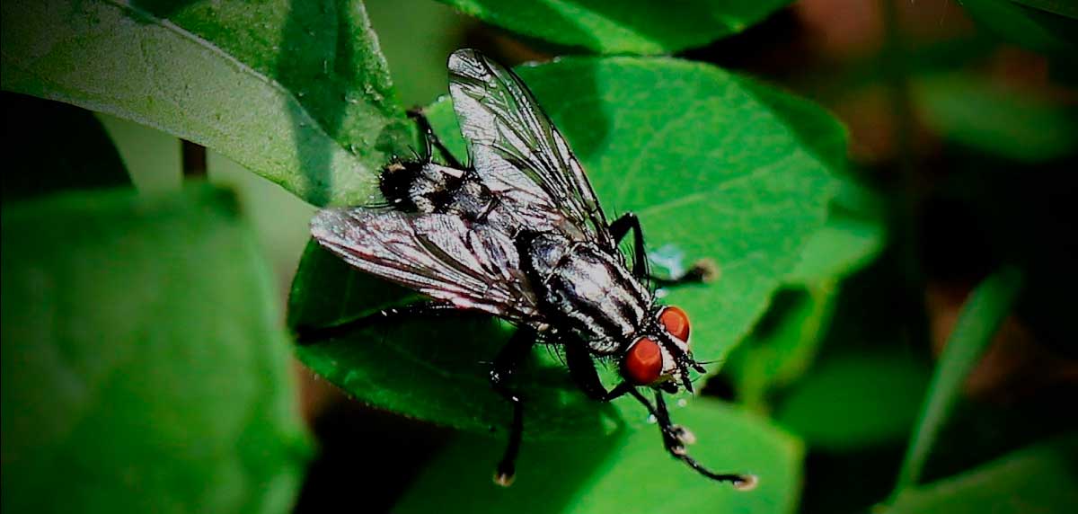 cómo las moscas propagan enfermedades