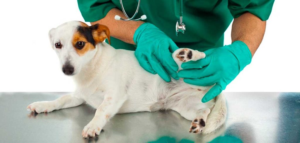 como quitar garrapata al perro