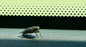 Consejos para evitar tábanos en casa: ¡Mantenga alejados a estos molestos insectos!
