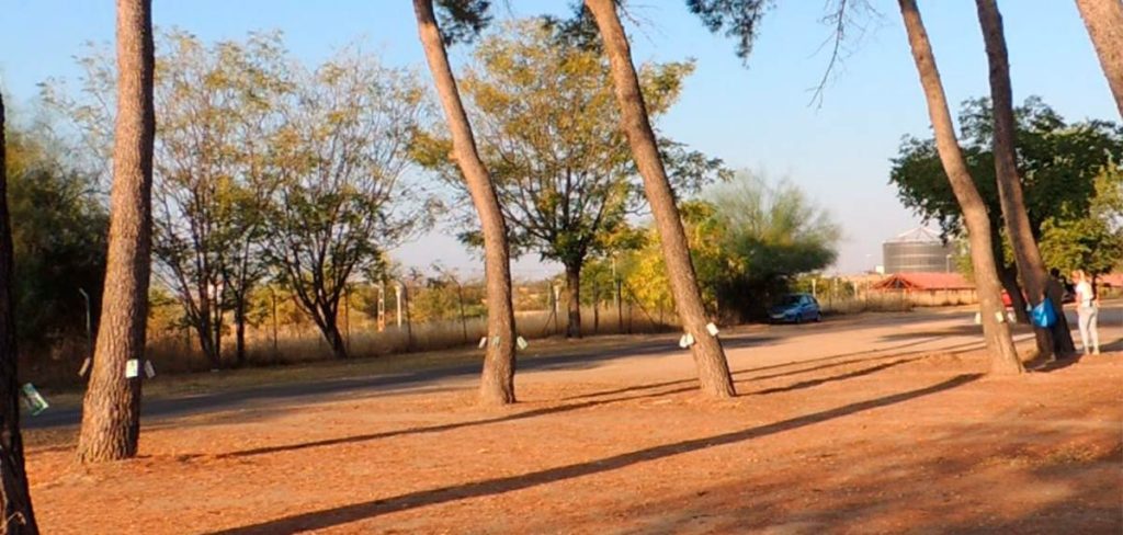 Evita la propagación de la procesionaria del pino en campings: consejos prácticos