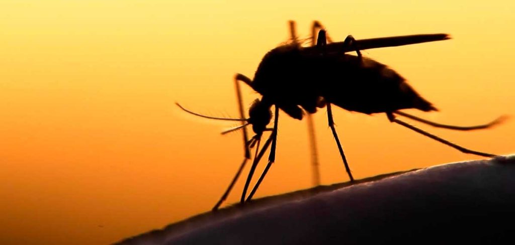 controlar los mosquitos para la conservación del medio ambiente