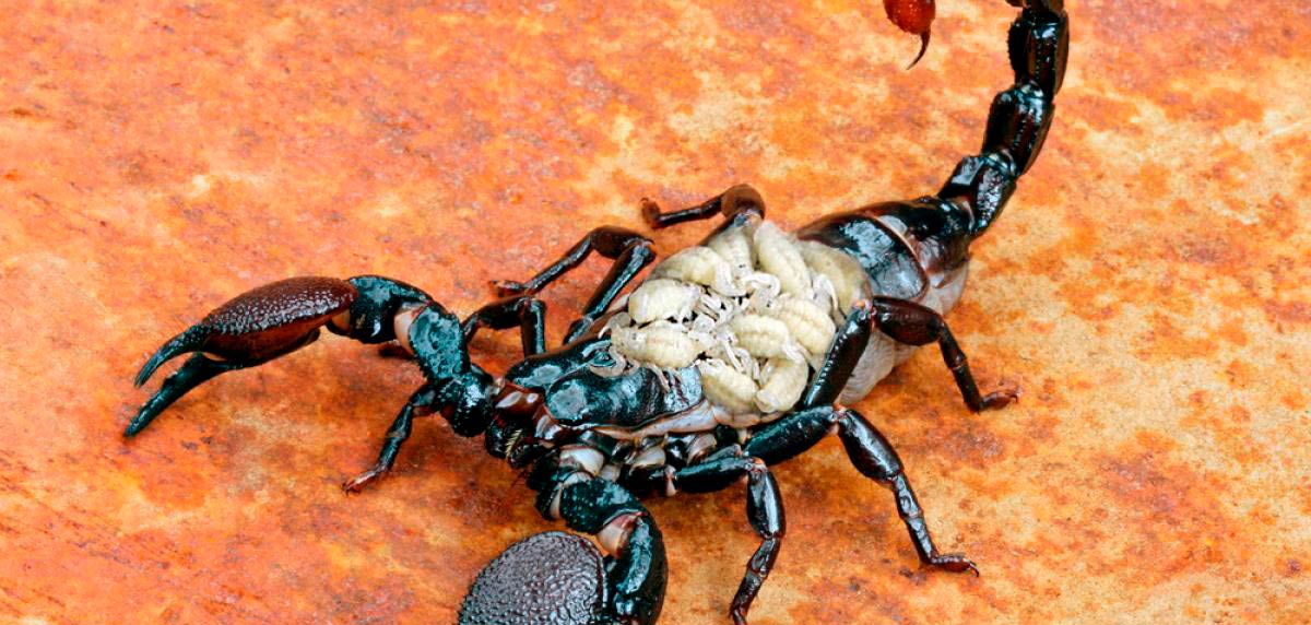 Descubre cuántas crías tienen los escorpiones: Datos interesantes