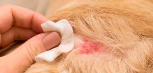 Cómo curar la herida de una garrapata en mi perro