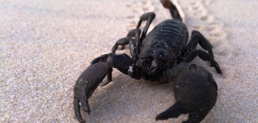 Escorpiones: ¿Nocturnos o Diurnos? Descubre su Comportamiento