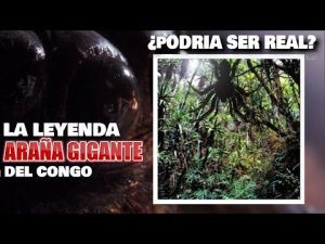 Misterios y leyendas de arañas en culturas mundiales