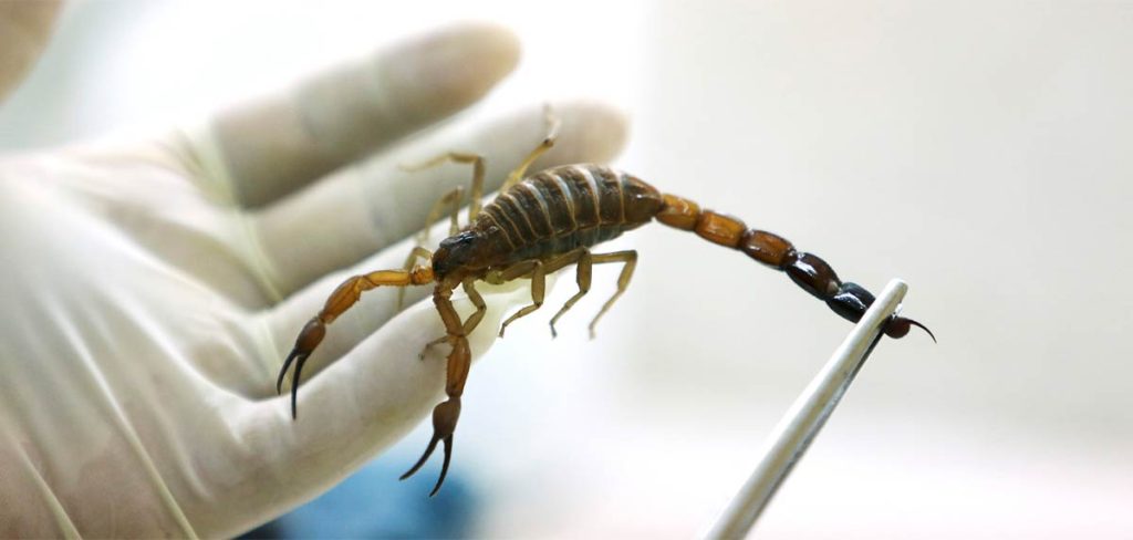 Veneno de escorpión: efectos en el cuerpo humano