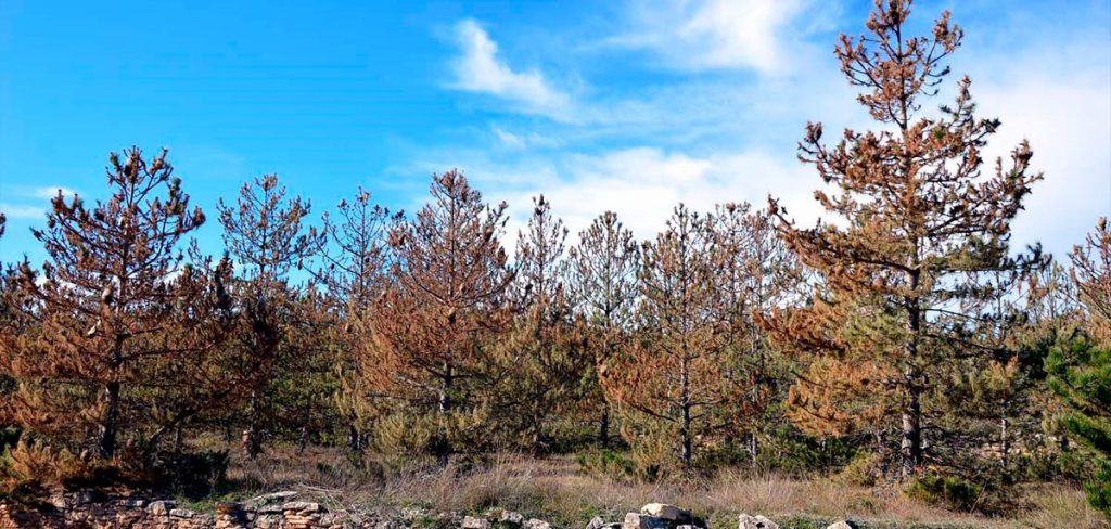 Efectos de la procesionaria del pino en la deforestación de los bosques