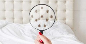 Ácaros en la ropa de cama: ¿cómo prevenir su presencia?