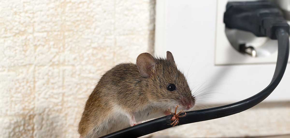 como eliminar ratas de casa