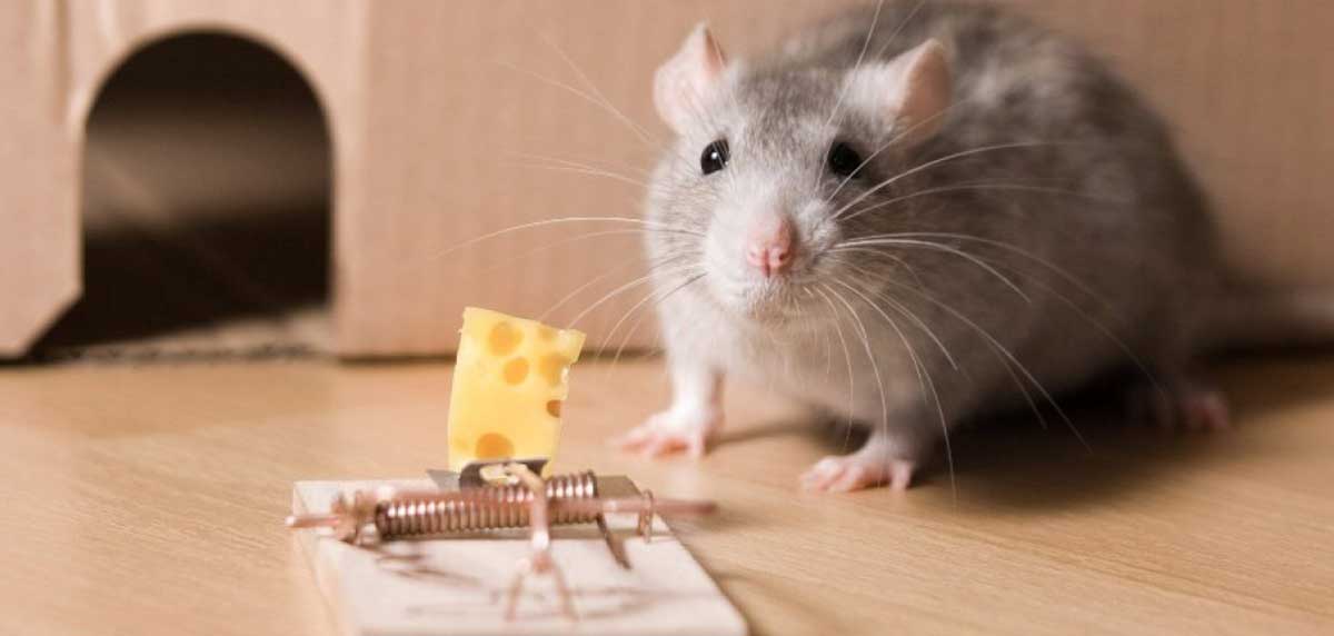 eliminar ratas sin veneno