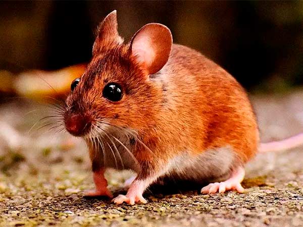 Eliminar ratones con repelentes caseros