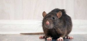 15 impactantes efectos de las ratas en la salud humana