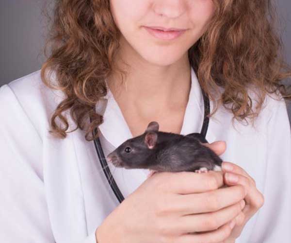 enfermedades por ratas